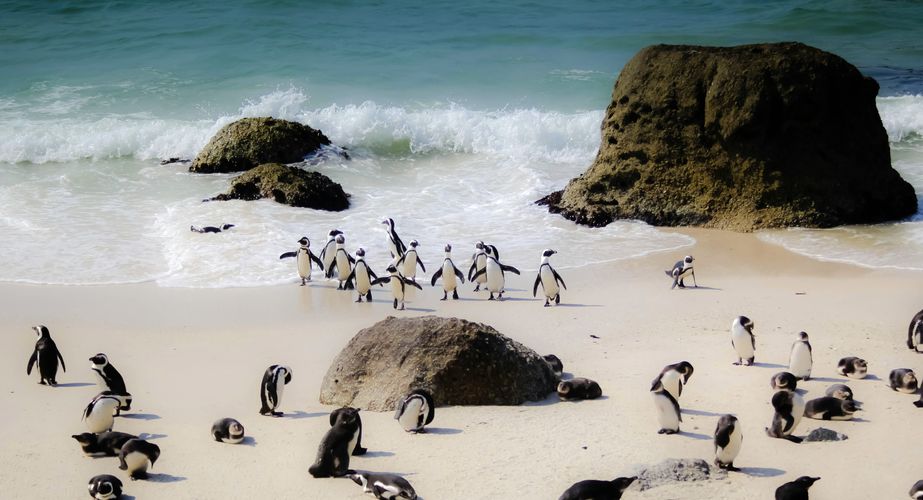 Boulders Beach Zuid Afrika groepsrondreis 4